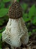 Exquisite Fungi